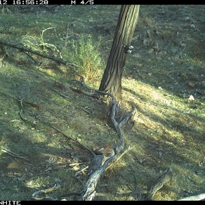 Macropus giganteus (Eastern Grey Kangaroo) at Crowther, NSW - 12 Jun 2025 by Frecko