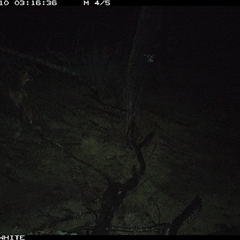 Vulpes vulpes (Red Fox) at Crowther, NSW - 10 Jun 2025 by Frecko