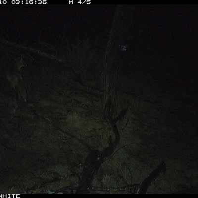 Vulpes vulpes (Red Fox) at Crowther, NSW - 10 Jun 2025 by Frecko