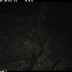 Wallabia bicolor (Swamp Wallaby) at Crowther, NSW - 10 Jun 2025 by Frecko
