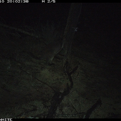 Wallabia bicolor (Swamp Wallaby) at Crowther, NSW - 10 Jun 2025 by Frecko