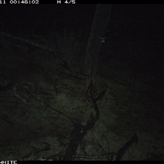 Wallabia bicolor (Swamp Wallaby) at Crowther, NSW - 11 Jun 2025 by Frecko