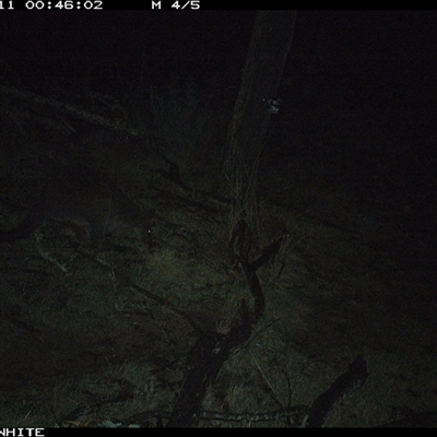 Wallabia bicolor (Swamp Wallaby) at Crowther, NSW - 11 Jun 2025 by Frecko