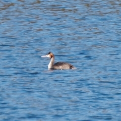 Podiceps cristatus (Great Crested Grebe) at Mogo, NSW - 18 Jul 2025 by RomanSoroka