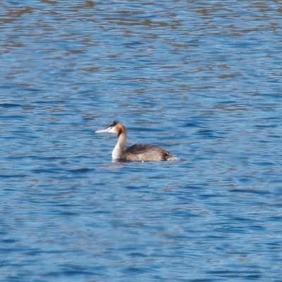 Podiceps cristatus (Great Crested Grebe) at Mogo, NSW - 18 Jul 2025 by RomanSoroka