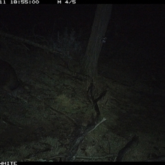 Wallabia bicolor (Swamp Wallaby) at Crowther, NSW - 11 Jun 2025 by Frecko