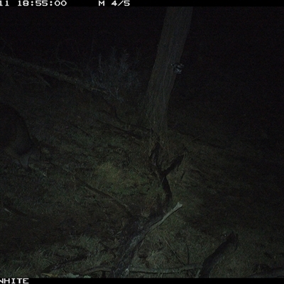Wallabia bicolor (Swamp Wallaby) at Crowther, NSW - 11 Jun 2025 by Frecko