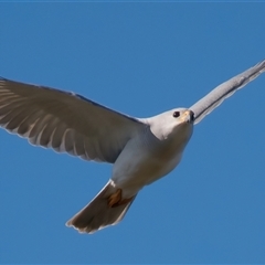 Tachyspiza novaehollandiae (Grey Goshawk) at Surfside, NSW - 20 Jul 2025 by RomanSoroka