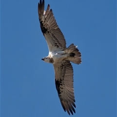 Pandion haliaetus (Osprey) at Long Beach, NSW - 20 Jul 2025 by RomanSoroka