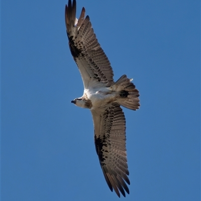 Pandion haliaetus (Osprey) at Long Beach, NSW - 20 Jul 2025 by RomanSoroka