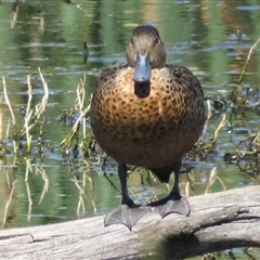 Anas castanea (Chestnut Teal) at Fyshwick, ACT - 26 Mar 2017 by RodDeb