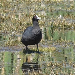 Fulica atra (Eurasian Coot) at Fyshwick, ACT - 26 Mar 2017 by RodDeb