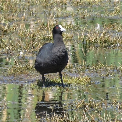 Fulica atra (Eurasian Coot) at Fyshwick, ACT - 26 Mar 2017 by RodDeb