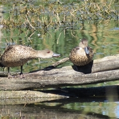 Anas gracilis (Grey Teal) at Fyshwick, ACT - 26 Mar 2017 by RodDeb