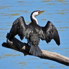 Microcarbo melanoleucos (Little Pied Cormorant) at Fyshwick, ACT - 26 Mar 2017 by RodDeb
