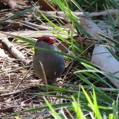 Neochmia temporalis (Red-browed Finch) at Fyshwick, ACT - 26 Mar 2017 by RodDeb