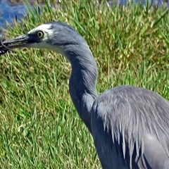 Egretta novaehollandiae (White-faced Heron) at Fyshwick, ACT - 26 Mar 2017 by RodDeb