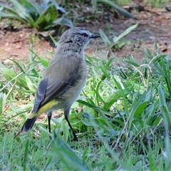 Acanthiza chrysorrhoa (Yellow-rumped Thornbill) at Fyshwick, ACT - 26 Mar 2017 by RodDeb