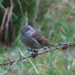 Pachycephala pectoralis (Golden Whistler) at Kangaroo Valley, NSW - 3 Aug 2025 by lbradley
