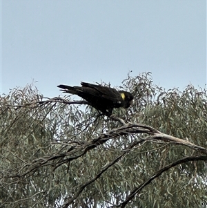 Zanda funerea (Yellow-tailed Black-Cockatoo) at Acton, ACT - 2 Aug 2025 by lbradley
