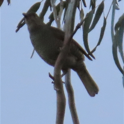 Ptilonorhynchus violaceus (Satin Bowerbird) at Kangaroo Valley, NSW - 3 Aug 2025 by lbradley