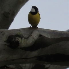 Pachycephala pectoralis (Golden Whistler) at Kangaroo Valley, NSW - 3 Aug 2025 by lbradley