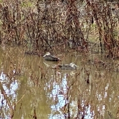 Anas superciliosa (Pacific Black Duck) at Cook, ACT - 28 Jul 2025 by CathB