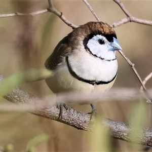Stizoptera bichenovii at Wodonga, VIC - 3 Aug 2025 10:45 AM