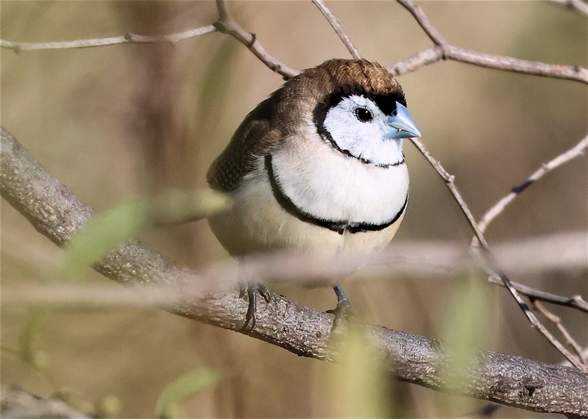 Stizoptera bichenovii at Wodonga, VIC - 3 Aug 2025 10:45 AM
