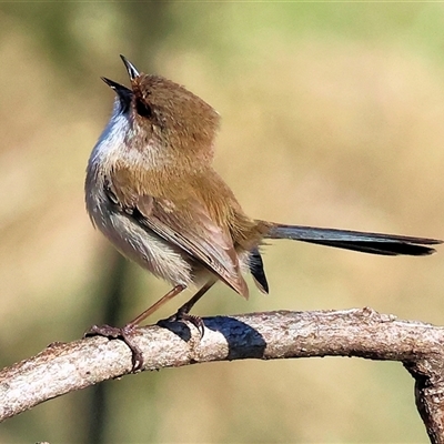 Malurus cyaneus (Superb Fairywren) at Wodonga, VIC - 3 Aug 2025 by KylieWaldon