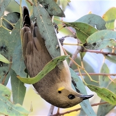 Ptilotula fusca (Fuscous Honeyeater) at Wodonga, VIC - 3 Aug 2025 by KylieWaldon