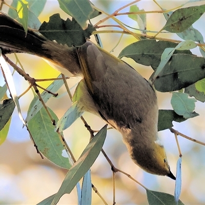 Ptilotula penicillata (White-plumed Honeyeater) at Wodonga, VIC - 3 Aug 2025 by KylieWaldon