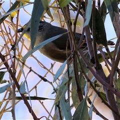 Pardalotus striatus (Striated Pardalote) at Wodonga, VIC - 3 Aug 2025 by KylieWaldon