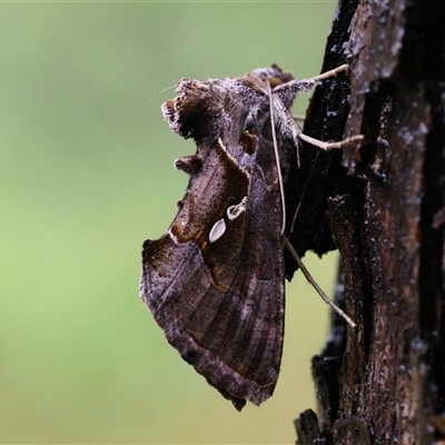 Chrysodeixis eriosoma (Green Looper) at Macgregor, ACT - 28 Jul 2025 by Caric