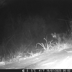Canis lupus (Dingo / Wild Dog) at Caparra, NSW - 16 Jul 2025 by maznee
