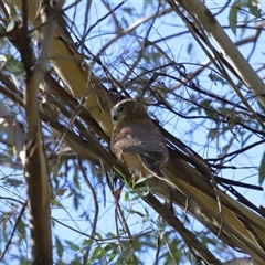 Ninox boobook (Southern Boobook) at Cotter River, ACT - 4 Jun 2025 by TimL