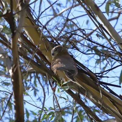 Ninox boobook (Southern Boobook) at Cotter River, ACT - 4 Jun 2025 by TimL