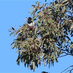Cracticus nigrogularis (Pied Butcherbird) at Wodonga, VIC - 3 Aug 2025 by KylieWaldon
