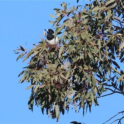 Cracticus nigrogularis (Pied Butcherbird) at Wodonga, VIC - 3 Aug 2025 by KylieWaldon