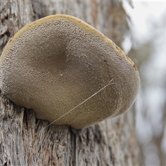Unverified Other fungi on wood at Cook, ACT - 3 Aug 2025 by Rheardy