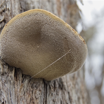 Unverified Other fungi on wood at Cook, ACT - 3 Aug 2025 by Rheardy
