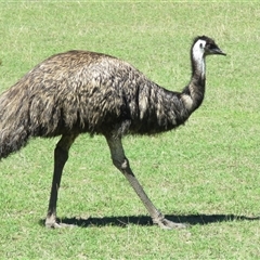 Dromaius novaehollandiae (Emu) at Kambah, ACT - 31 Mar 2017 by RodDeb