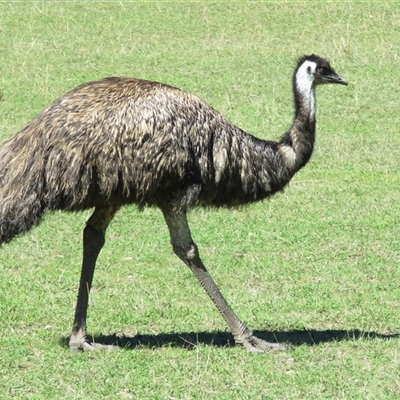 Dromaius novaehollandiae (Emu) at Kambah, ACT - 31 Mar 2017 by RodDeb