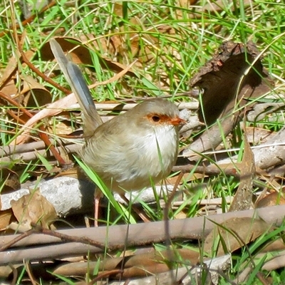 Malurus cyaneus (Superb Fairywren) at Paddys River, ACT - 31 Mar 2017 by RodDeb