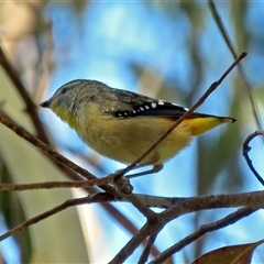 Pardalotus punctatus (Spotted Pardalote) at Paddys River, ACT - 31 Mar 2017 by RodDeb