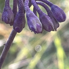Solanum celatum at Yallah, NSW - 23 Jul 2025 by bmott