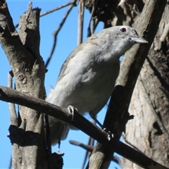 Colluricincla harmonica (Grey Shrikethrush) at Paddys River, ACT - 31 Mar 2017 by RodDeb