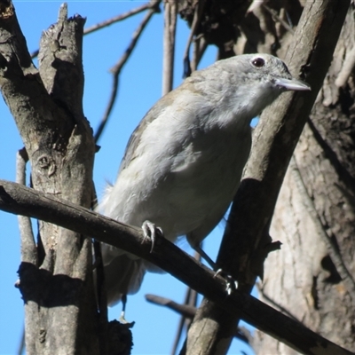Colluricincla harmonica (Grey Shrikethrush) at Paddys River, ACT - 31 Mar 2017 by RodDeb