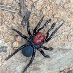 Missulena occatoria (Red-headed Mouse Spider) at Kambah, ACT - 3 Aug 2025 by hebe