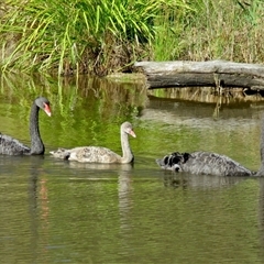 Cygnus atratus (Black Swan) at Kambah, ACT - 31 Mar 2017 by RodDeb